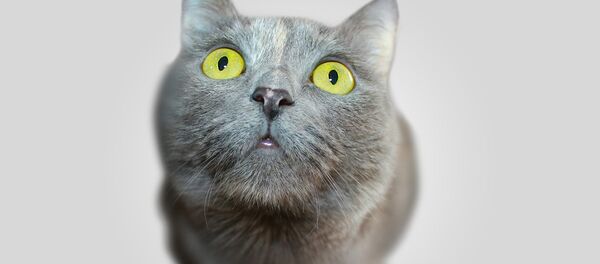 Chat - Sputnik Afrique