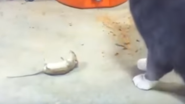 Une souris fait la morte pour survivre à sa rencontre avec un chat - Sputnik Afrique