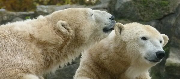 ours polaires - Sputnik Afrique