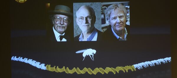 le professeur Jeffrey Hall de New York, Michael Rosbash de Kansas City et Michael Young de Miami - Sputnik Afrique