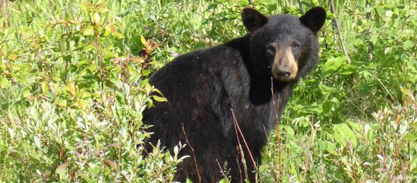 Black bear - Sputnik Afrique