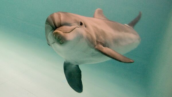 Ce qui s’est passé en réalité avec les dauphins de combat ukrainiens - Sputnik Afrique