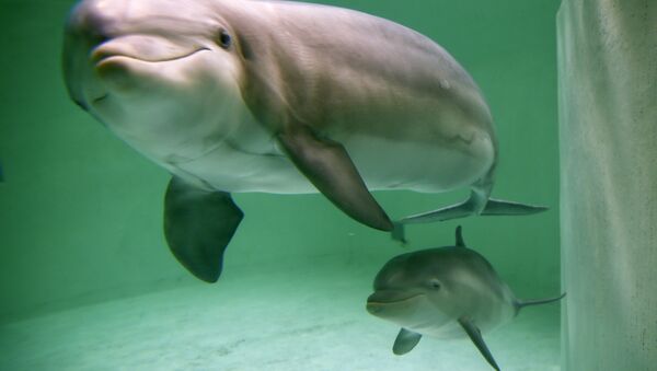 Les dauphins attirés par des écureuils (vidéo) - Sputnik Afrique