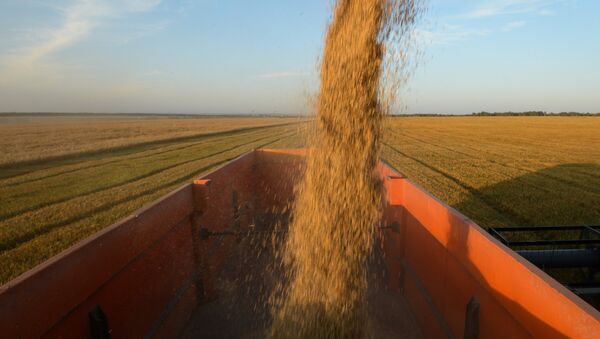 Уборка зерновых в Новосибирской области - Sputnik Afrique