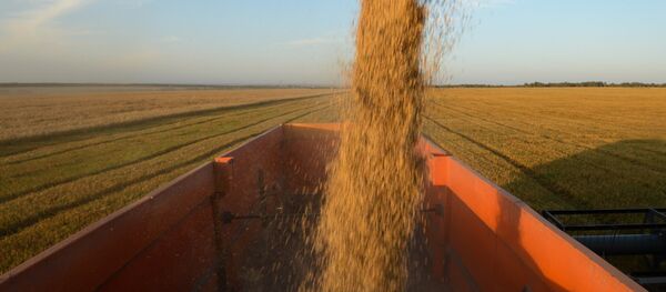 Уборка зерновых в Новосибирской области - Sputnik Afrique