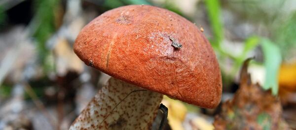 Un champignon - Sputnik Afrique