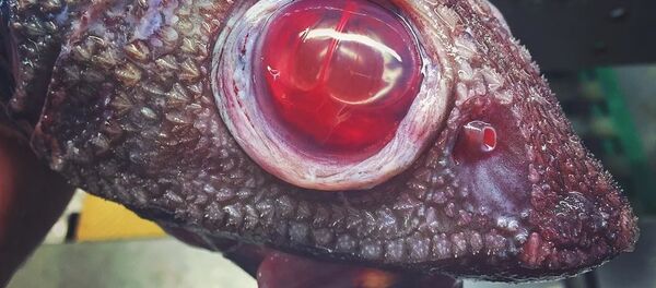 Des créatures extraordinaires et effrayantes venues des profondeurs des océans - Sputnik Afrique