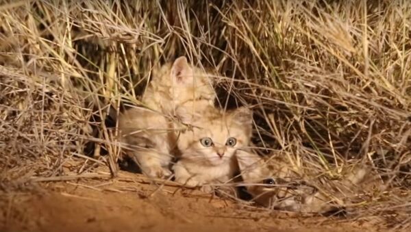 Des chatons des sables ont été filmés pour la première fois dans leur environnement naturel - Sputnik Afrique