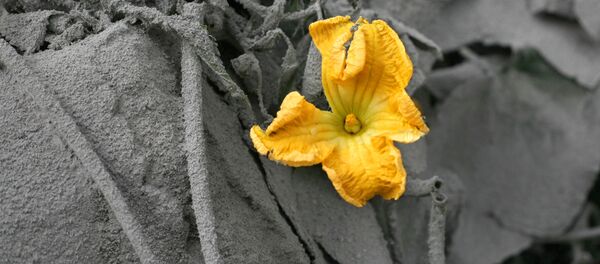 fleur - Sputnik Afrique