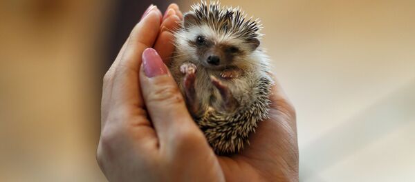 hérisson - Sputnik Afrique