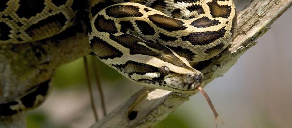 Un python molure - Sputnik Afrique