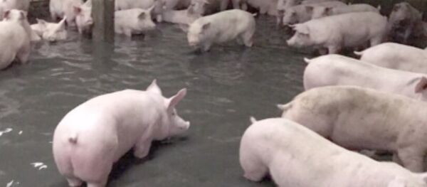 Au Vietnam, à la suite d’une inondation, une ferme d’élevage porcin a été noyée - Sputnik Afrique