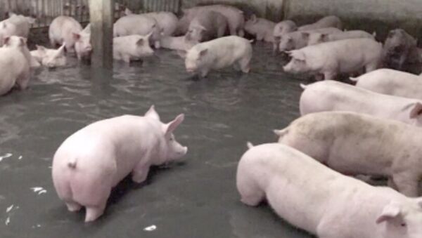 Au Vietnam, à la suite d’une inondation, une ferme d’élevage porcin a été noyée - Sputnik Afrique