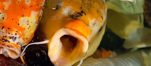 Poisson rouge - Sputnik Afrique