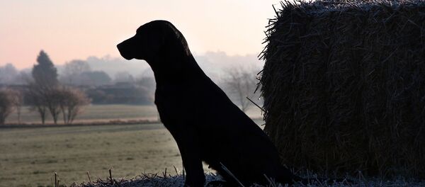 Chien - Sputnik Afrique