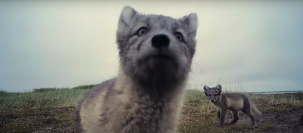 Des petits renards arctiques détruisent une caméra cachée - Sputnik Afrique