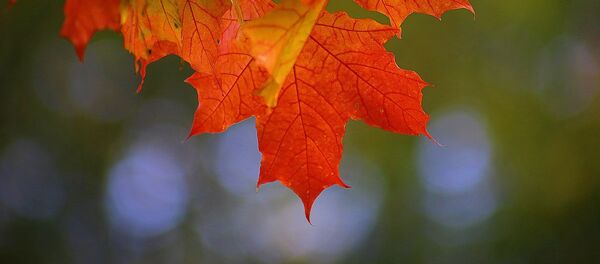 Осень - Sputnik Afrique