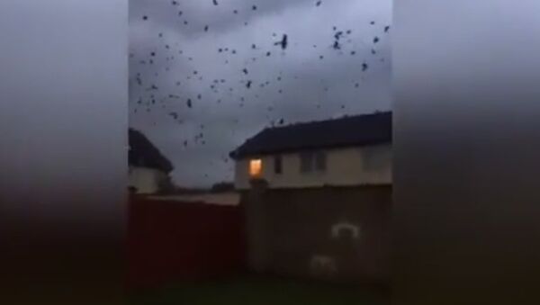 Des centaines d'oiseaux fuient l'ouragan Ophelia qui arrive sur les côtes irlandaises - Sputnik Afrique