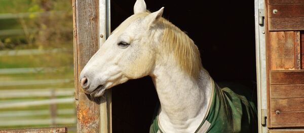 Cheval - Sputnik Afrique