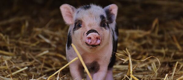 cochon cochon - Sputnik Afrique