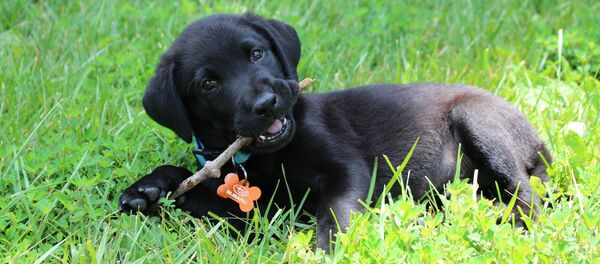 Un chiot - Sputnik Afrique
