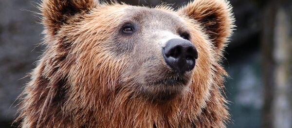 Un ours - Sputnik Afrique