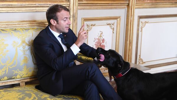 Emmanuel Macron et son chien Nemo - Sputnik Afrique