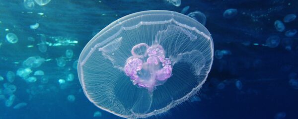 Une méduse - Sputnik Afrique