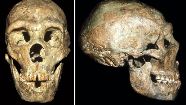 Череп глухого неандертальца, найденный в пещере Шанидар на севере Ирака - Sputnik Afrique