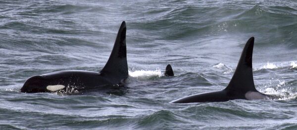 An orca whale swims with other whales in the Pacific Ocean near the mouth of the Columbia River near Ilwaco, Washington - Sputnik Afrique