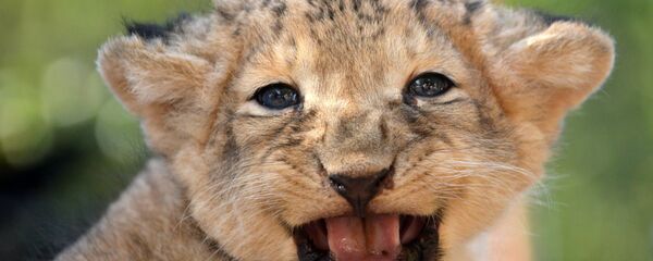 un lionceau un lionceau - Sputnik Afrique