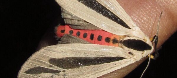 Creatonotos gangis - Sputnik Afrique