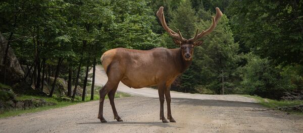 Un élan - Sputnik Afrique