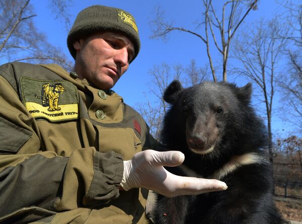 Des oursons de l’Himalaya dans un parc safari de l’Extrême-Orient russe - Sputnik Afrique