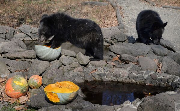 Des oursons de l’Himalaya dans un parc safari de l’Extrême-Orient russe - Sputnik Afrique