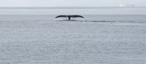 Arctique (image d'illustration) Arctique (image d'illustration) - Sputnik Afrique