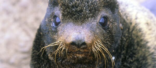 Un phoque (image d'illustration) - Sputnik Afrique