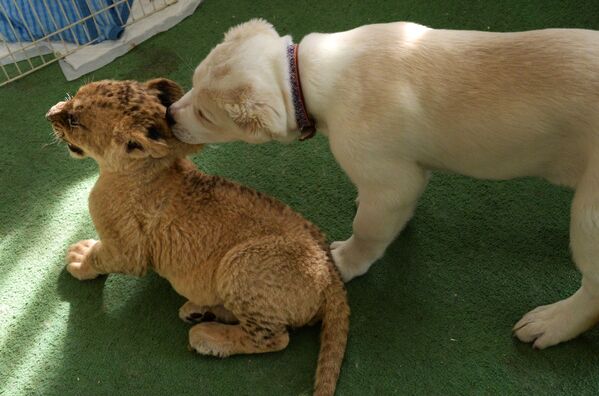 Un lionceau se lie d’amitié avec un chiot dans un zoo à Vladivostok - Sputnik Afrique