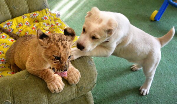 Un lionceau se lie d’amitié avec un chiot dans un zoo à Vladivostok - Sputnik Afrique