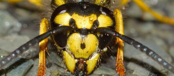 Wasp - Sputnik Afrique