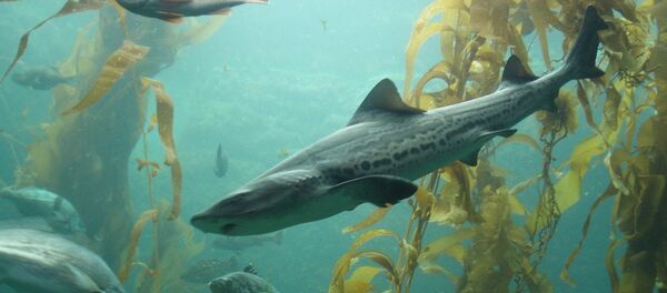 Triakis semifasciata - Sputnik Afrique