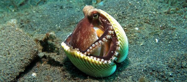 Une pieuvre - Sputnik Afrique