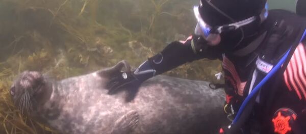 Ce phoque n’est pas différent d’un chat domestique ! - Sputnik Afrique