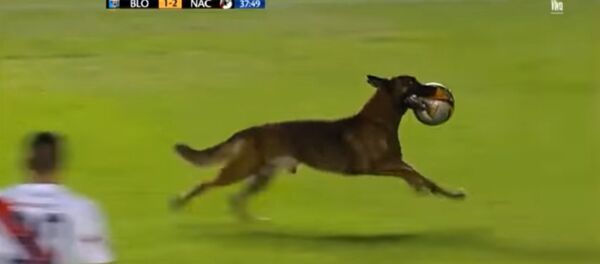 Un chien récupère le ballon lors d’un match de foot - Sputnik Afrique