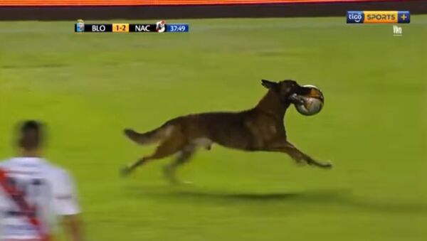 Un chien récupère le ballon lors d’un match de foot - Sputnik Afrique