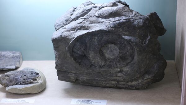 Fragment des restes d'un ichtyosaure - Sputnik Afrique