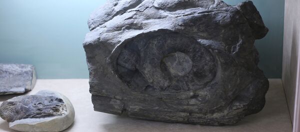 Fragment des restes d'un ichtyosaure - Sputnik Afrique