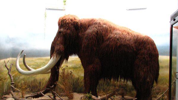 Un  faux mammoth dans le zoo de Dvur Kralove en République tchèque - Sputnik Afrique