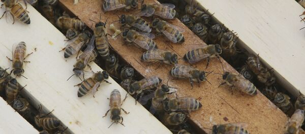 Des abeilles - Sputnik Afrique