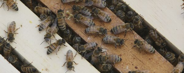 Des abeilles - Sputnik Afrique